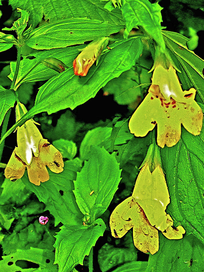 Seeping Spring Monkeyflower on Clatsop Loop Trail in Ecola State Park, Oregon Photograph by Ruth Hager