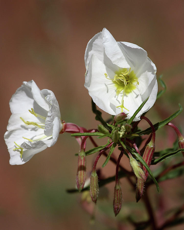 Canyonlands National Park Photograph - Sego Lilly 2 by William Gillam