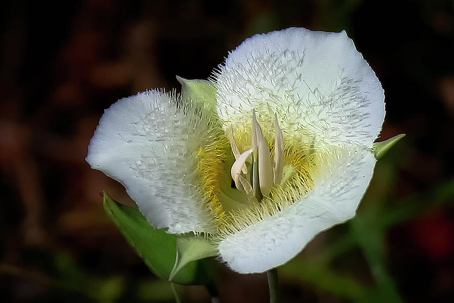 Sego Lily Photograph by Albert Seger