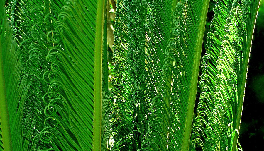 Sego Palm Photograph by James Temple
