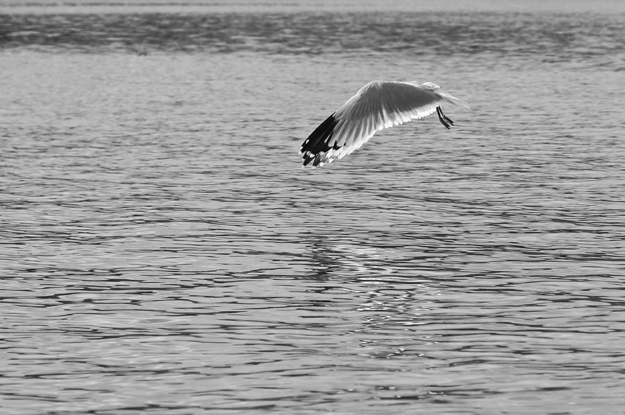 Segull Mistery In Black And White Photograph