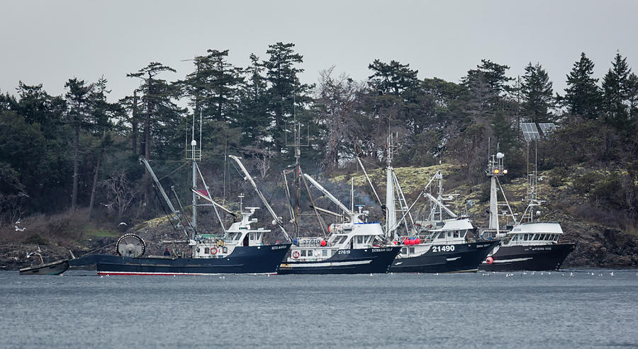 Seiners in NW Bay Photograph by Randy Hall