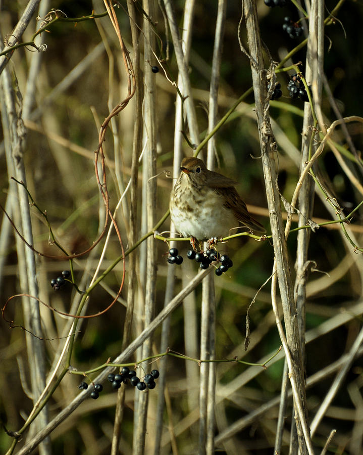 Seiurus aurocapillus Ovenbird  Photograph by Rebecca Sherman