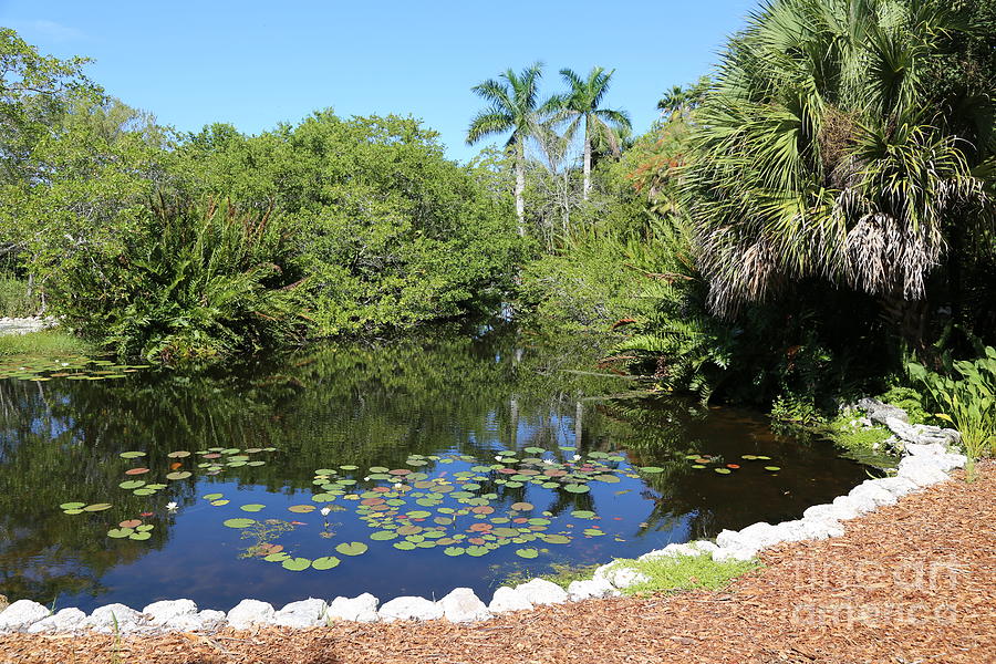 Lily Pond Photograph - Selby Botanical Gardens Lily Pond by Carol Groenen