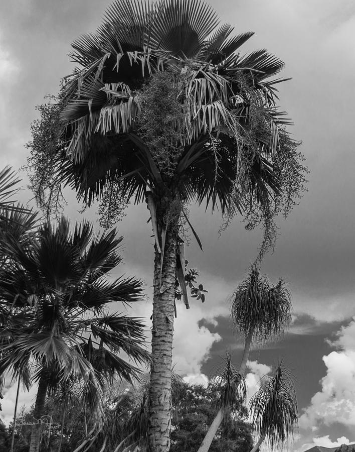 Selby Garden Palms Photograph by Susan Molnar