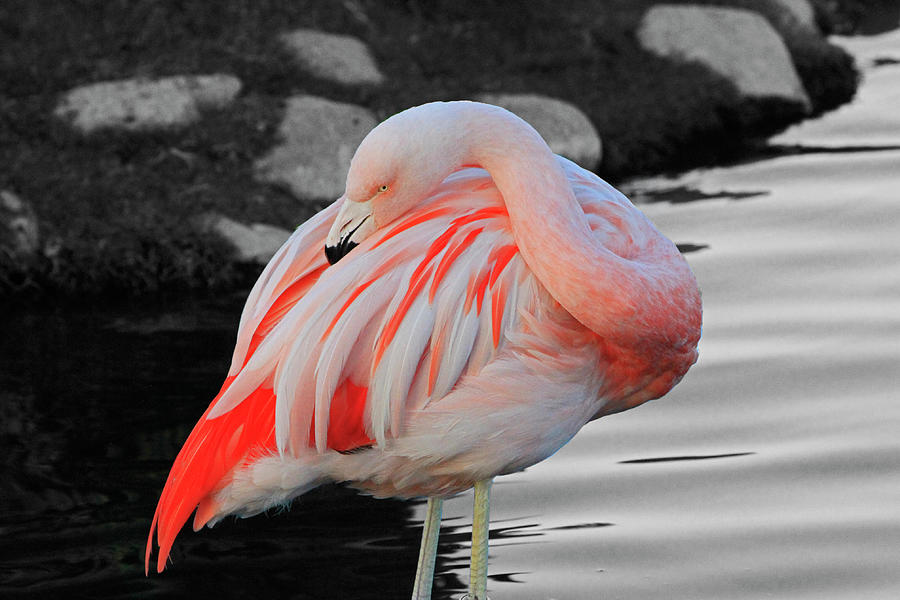 Selective Color Flamingo  Photograph by Shoal Hollingsworth