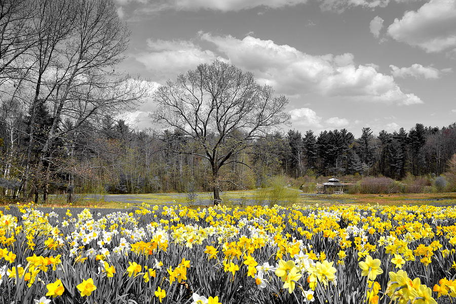 Selective Color Flowers Photograph by Brian Mooney - Fine Art America