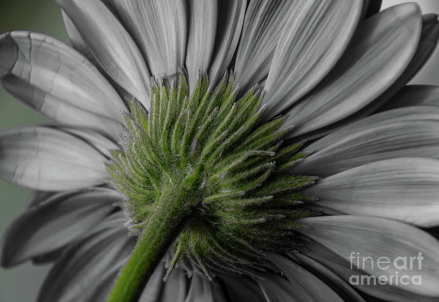 Selective Flower by Julie Chambers Selective Flower by Julie Chambers