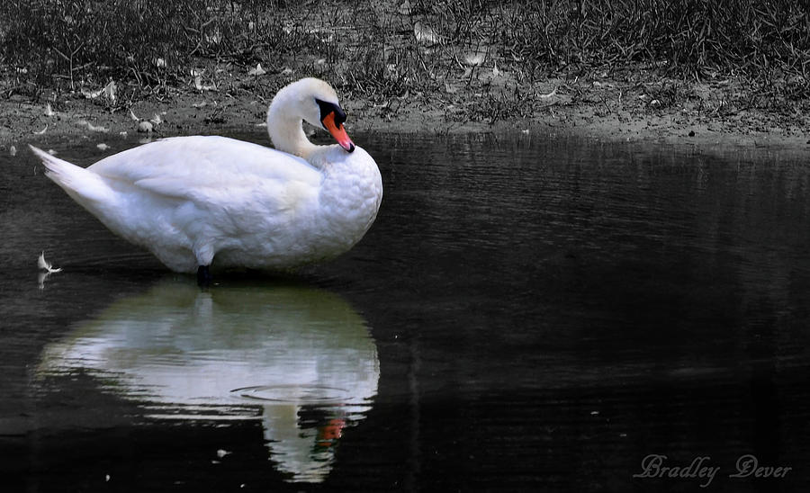 Selective Swan Photograph by Bradley Dever