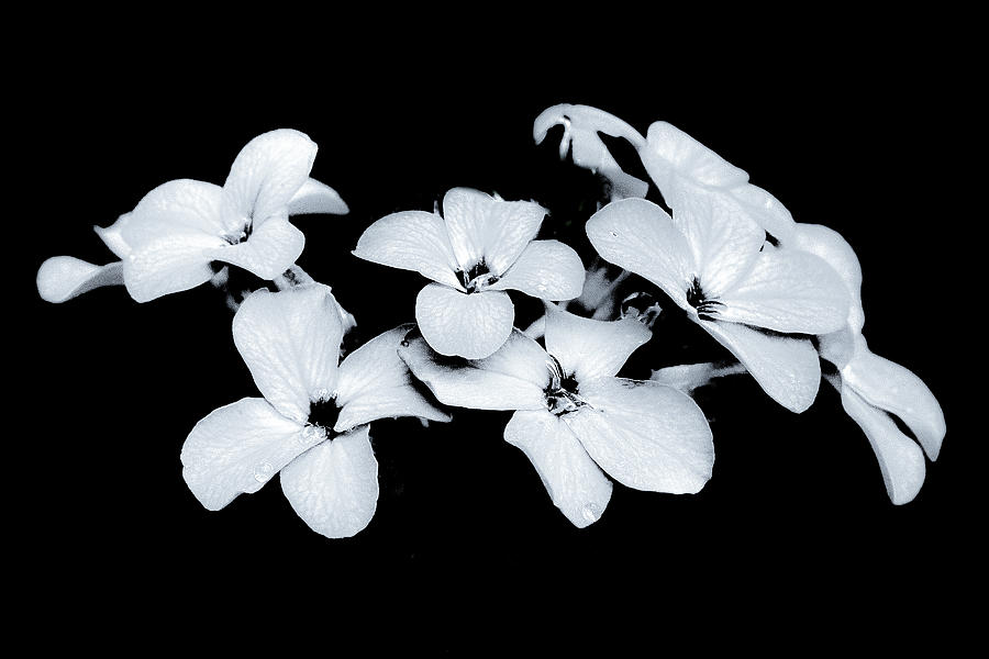 Selenium Bouquet   Photograph by David Heilman