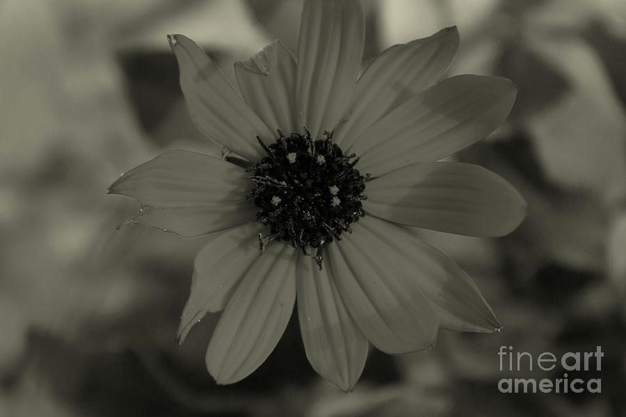 Selenium Flower Photograph by Candace Steele - Fine Art America