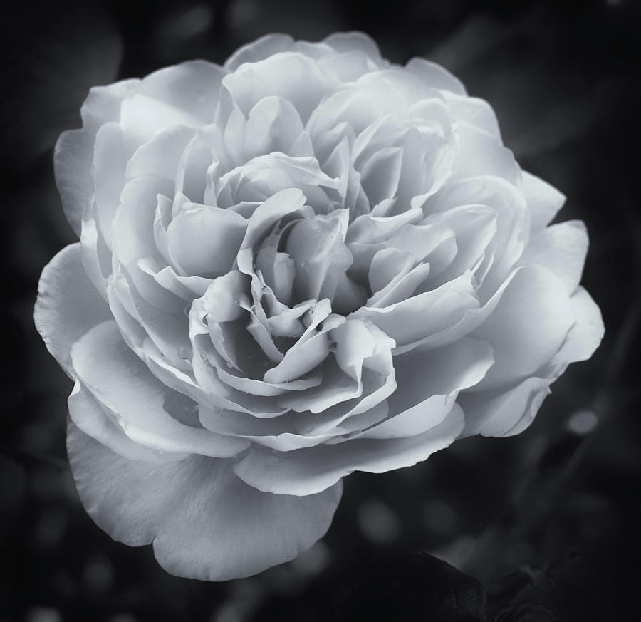 Selenium White Rose Photograph