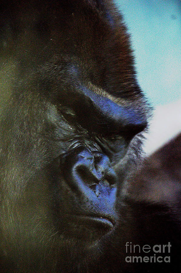 Self Portrait, Gorilla Photograph by David Frederick