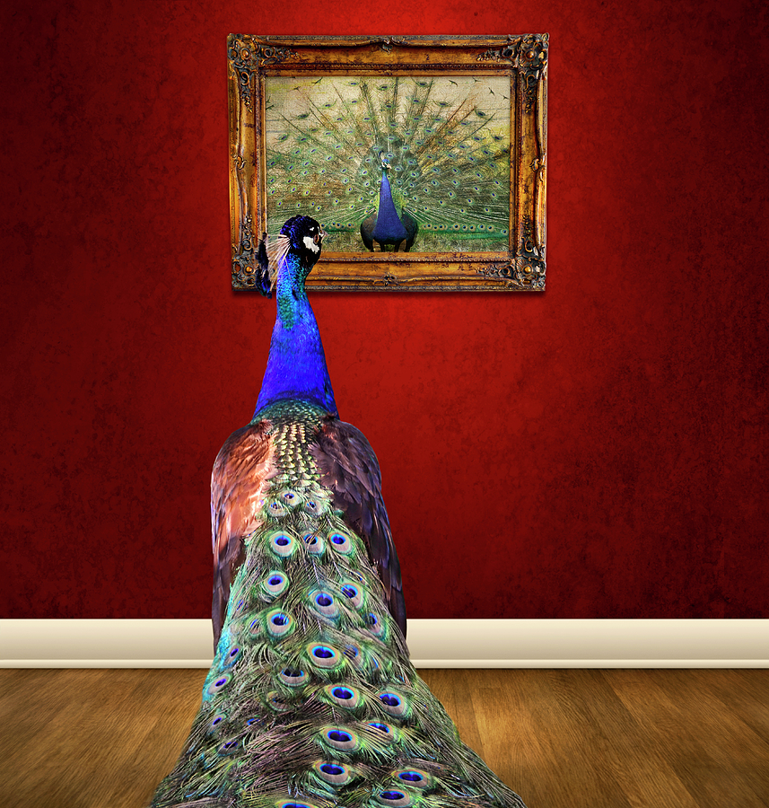 Peacock Photograph - Self Portrait by Steven Michael