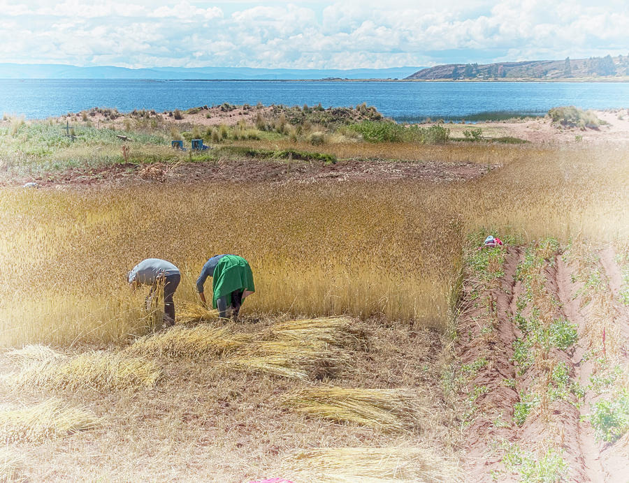 Self Sufficiency in Southern Peru Photograph by Jessica Levant