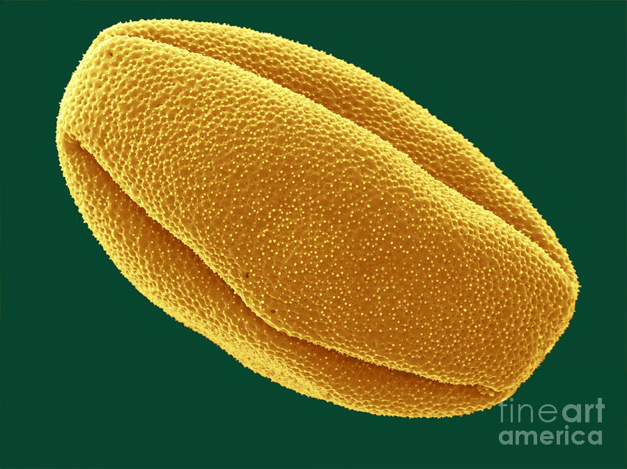 Sem Of Caster Bean Pollen Photograph by Scimat