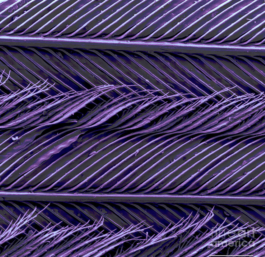 Sem Of Common Grackle Feather Photograph by Scimat