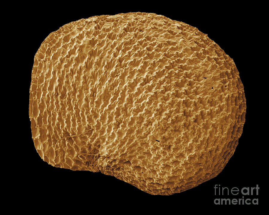 Sem Of Goji Seed Photograph by Scimat