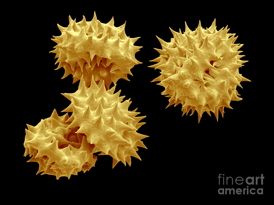 Pollen Photograph - Sem Of Jerusalem Artichoke Pollen by Scimat