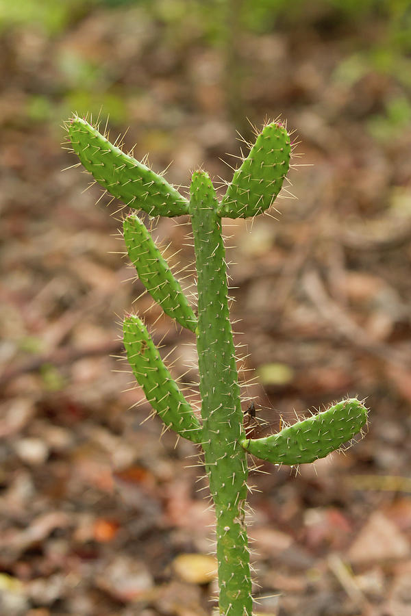 Semaphore Cactus Photograph
