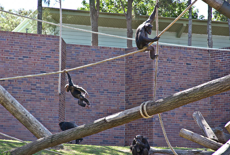 Chimpanzee Photograph - Sembe Got Away  by Miroslava Jurcik
