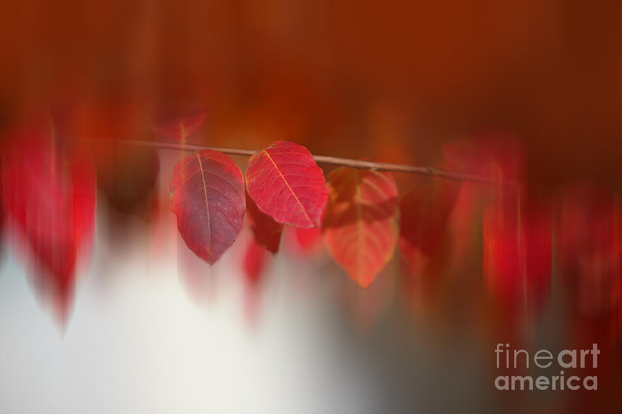 Semi Abstract Red Leaves Photograph by Linda Phelps