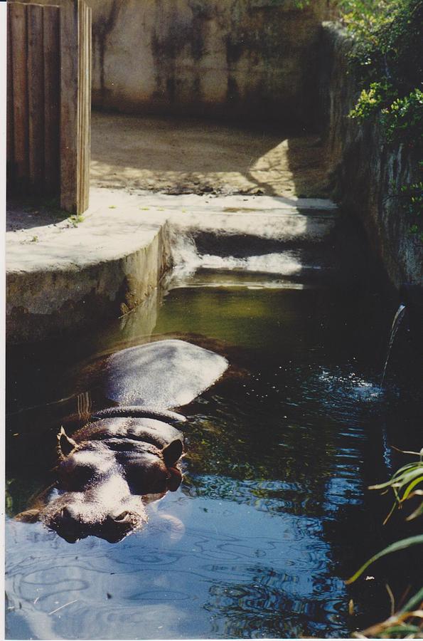 Semi submerged hippo Photograph by Mia Alexander