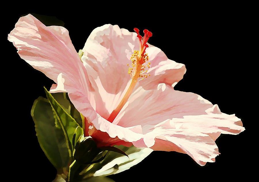 Seminole Pink Hibiscus Photograph by Jean Connor