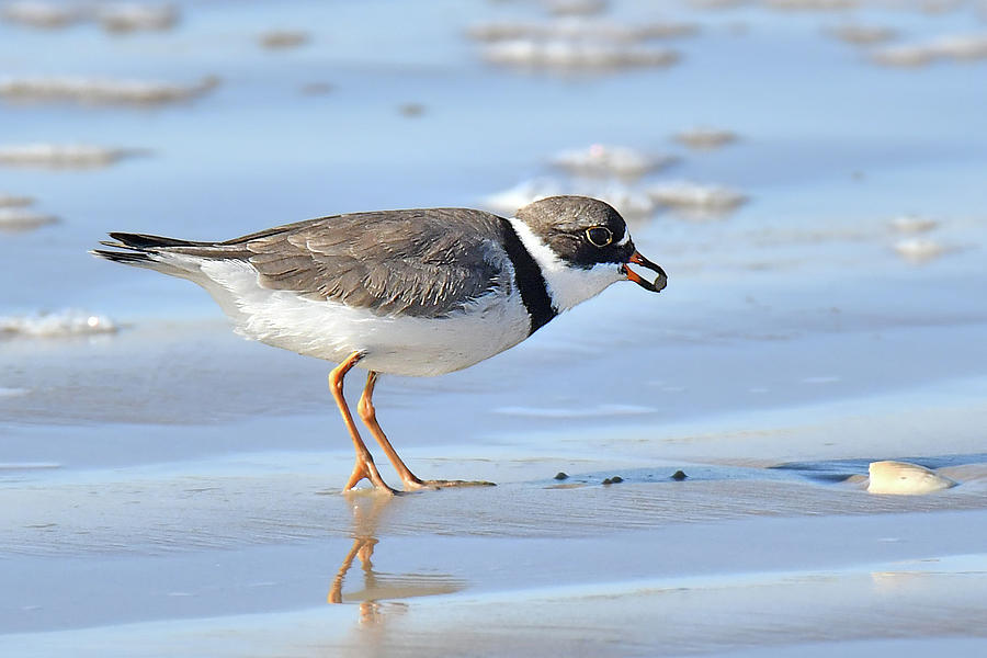 Semipalmated Plover Photograph by Alan Lenk