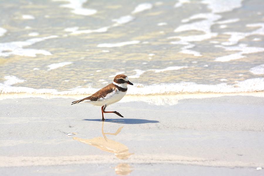 Semipalmated Plover Photograph by Don Columbus