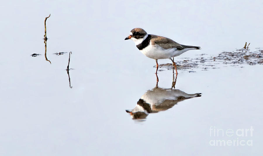 Semipalmated plover Photograph by Elizabeth Winter