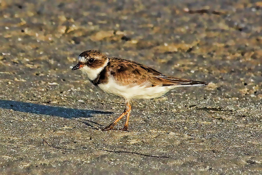 Semipalmated Plover Photograph by HH Photography of Florida