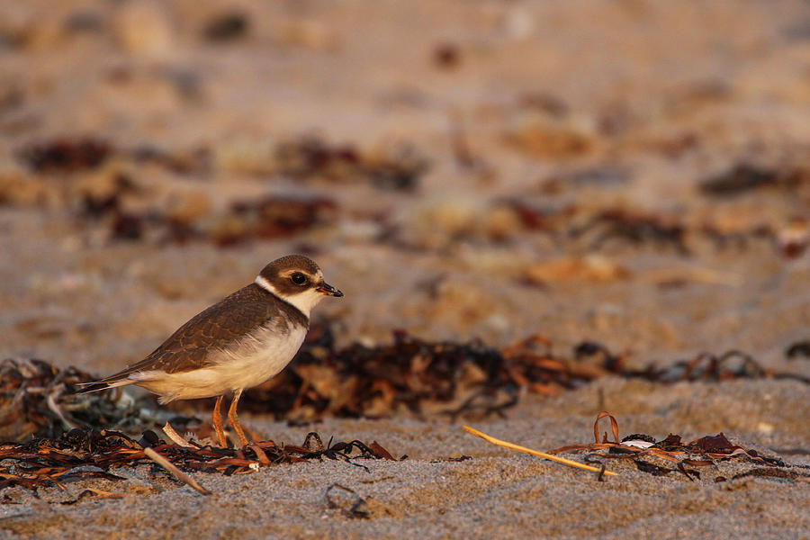 Semipalmated Plover Photograph by Juergen Roth