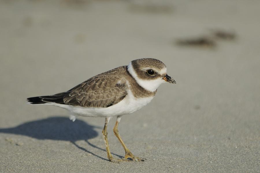 Semipalmated Plover on Beach Photograph by Bradford Martin
