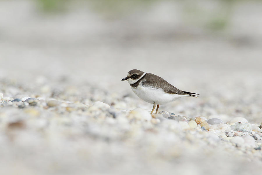 Semipalmated Plover Port Jefferson New York Photograph by Bob Savage