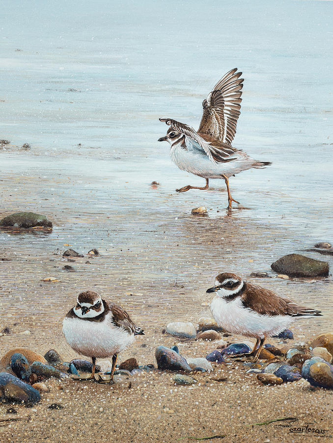 Semipalmated Plovers Parade The Beach Painting by Ezartesa Art
