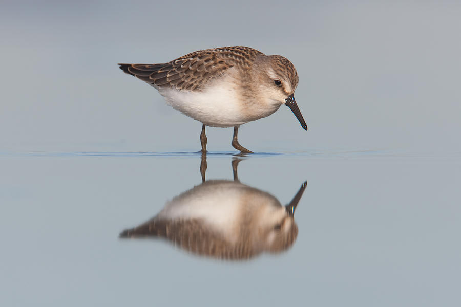 Semipalmated Sandpiper I Photograph by Clarence Holmes