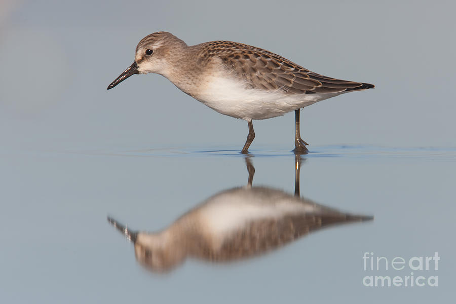 Semipalmated Sandpiper II Photograph by Clarence Holmes