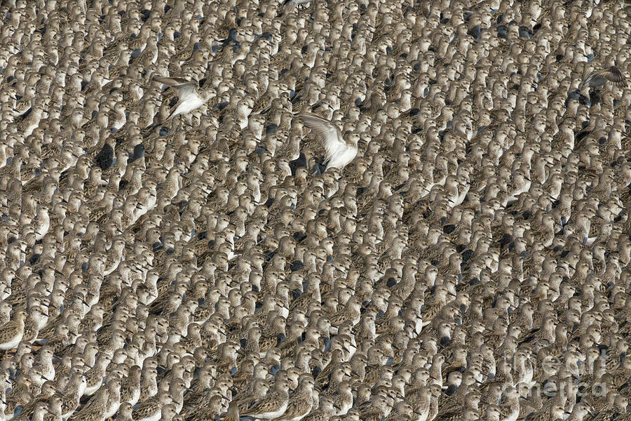 Semipalmated Sandpipers Photograph by Yva Momatiuk John Eastcott
