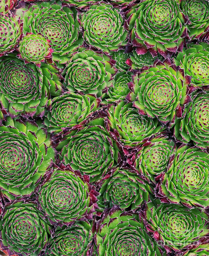 Pattern Photograph - Sempervivum Chrysanthemum Pattern by Tim Gainey