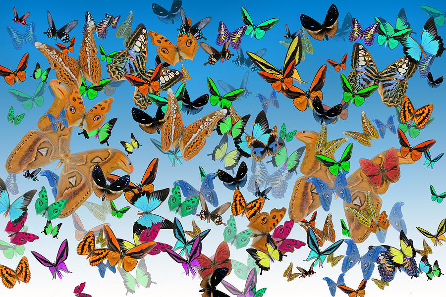 Butterfly Digital Art - Sending Happy Wishes by Betsy Knapp