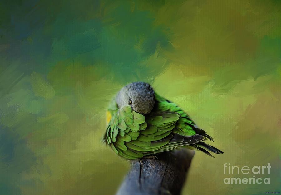 Parrot Photograph - Senegal Parrot by Eva Lechner