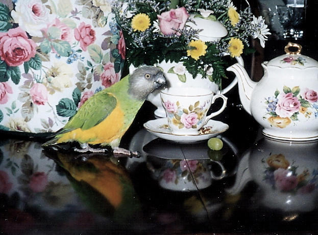 Senegal Parrot Tea Party Photograph by Jeanne Juhos