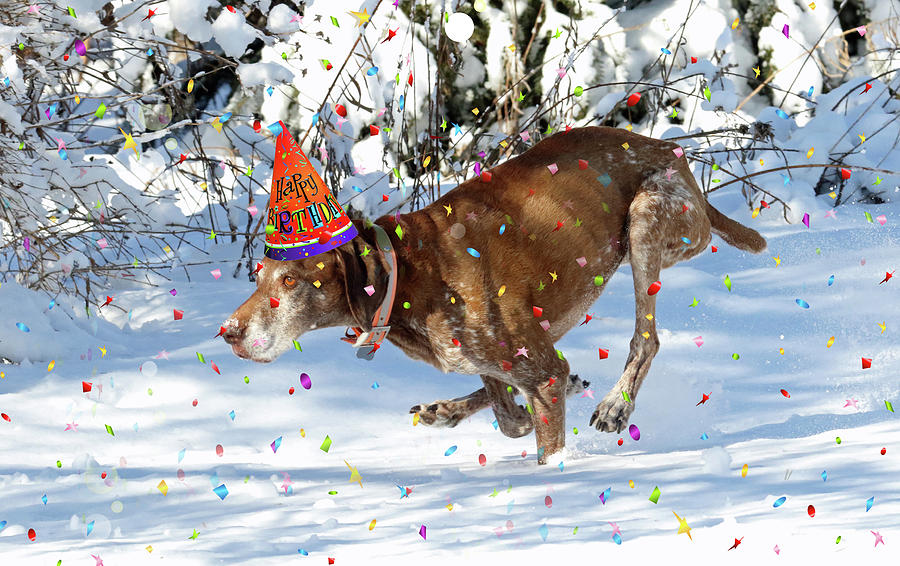 Senior Birthday Pup Photograph by Brook Burling