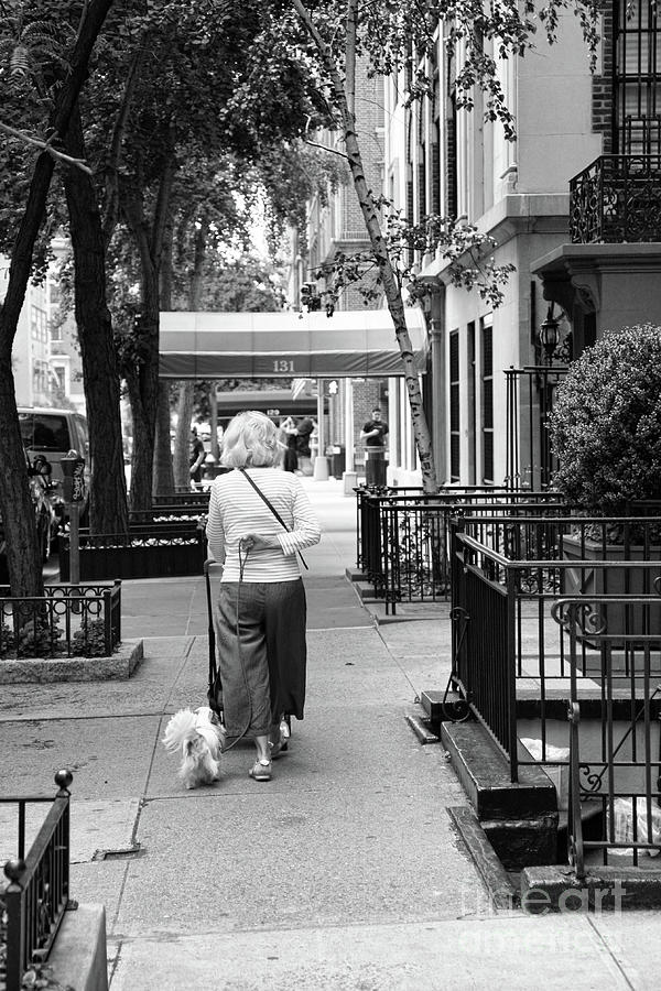 Senior Citizen Walking Dog NYC  Photograph by Chuck Kuhn