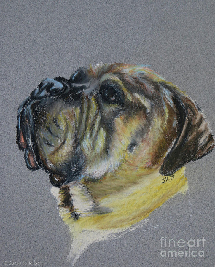Senior Mastiff Pastel by Susan Herber