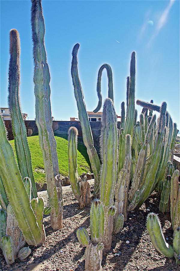 Senita Cacti at Encanto Resort south of Puerto Penasco in Sonora-Mexico Photograph by Ruth Hager