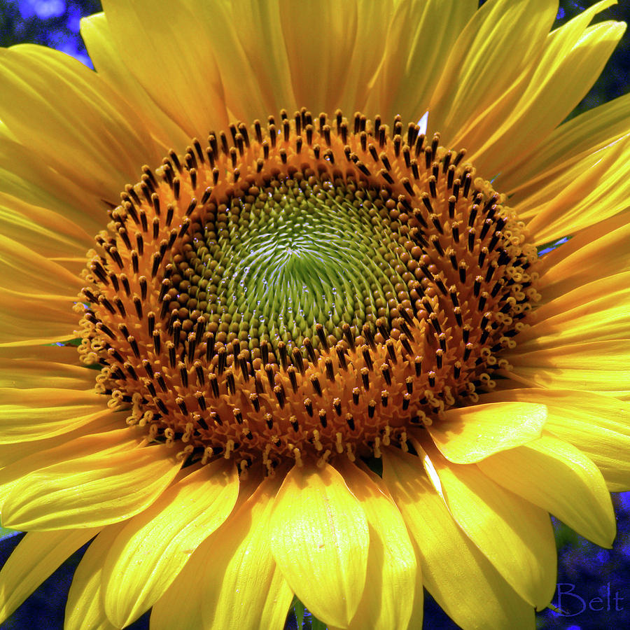 Sensational Sunflower Photograph by Christine Belt