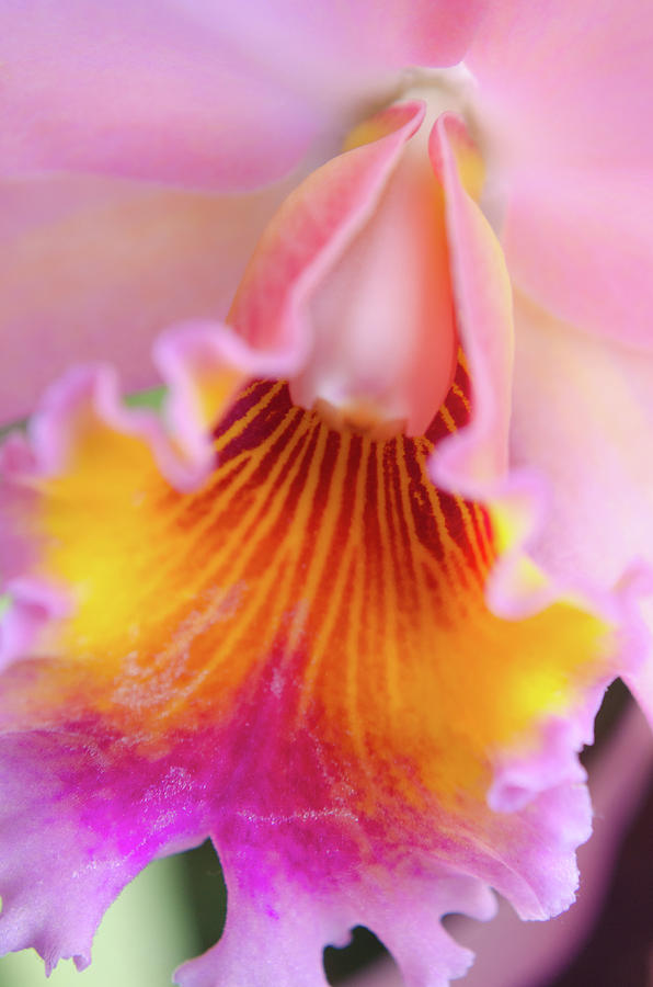 Sensual Floral Photograph by Stewart Helberg