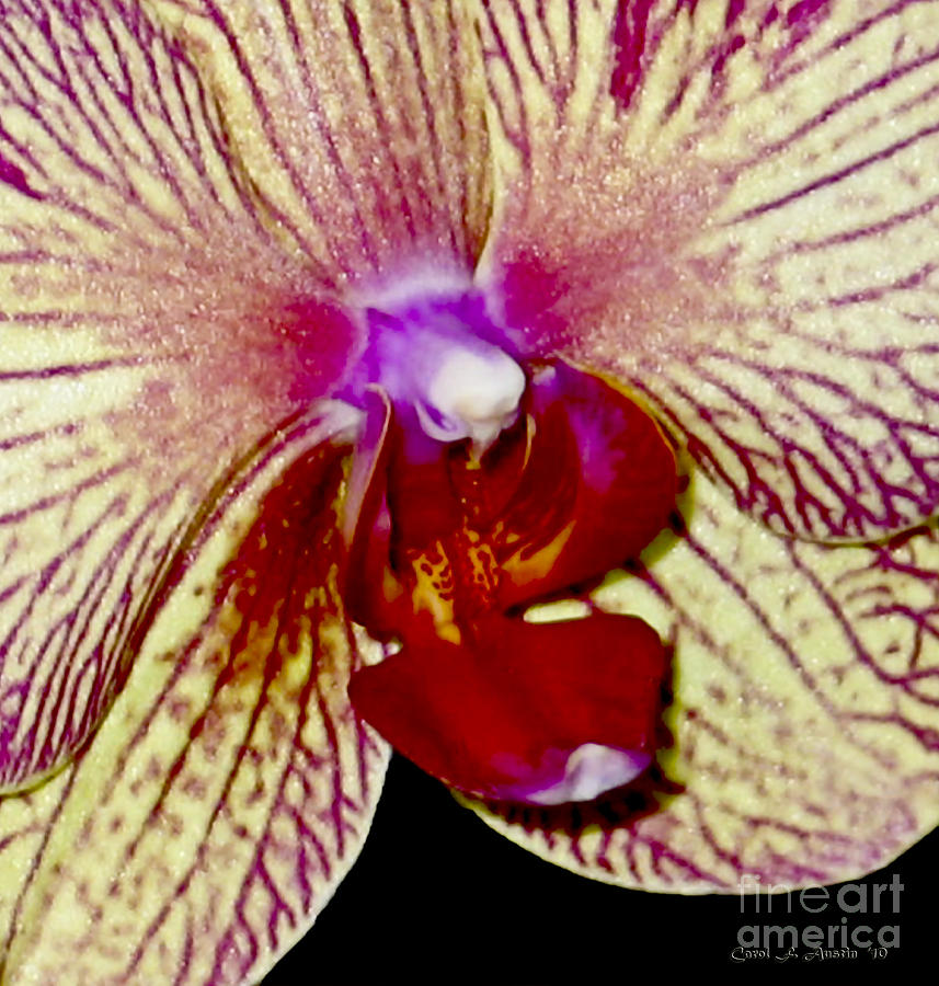 Sensual Orchid Up Close and Personal Photograph by Carol F Austin
